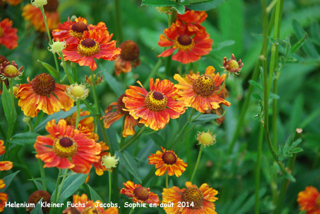 Helenium 'Kleiner Fuchs'
