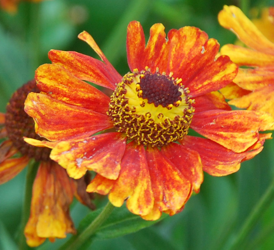 Helenium 'Kleiner Fuchs'