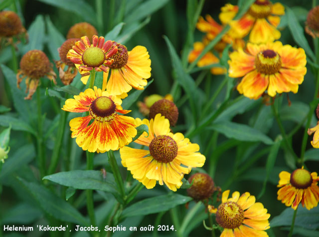 Helenium 'Kokarde'