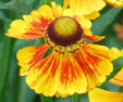 Helenium 'Kokarde'