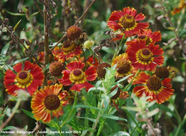 Helenium 'Konigstiger'