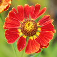 Helenium 'Königstiger' 