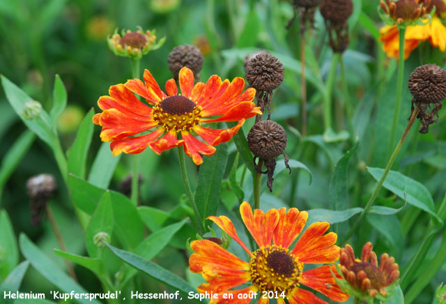 Helenium 'Kupfersprudel'