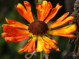 Helenium 'Kupfersprudel'