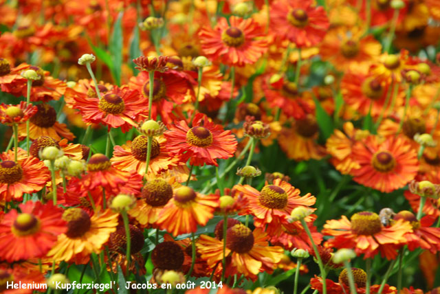 Helenium 'Kupferziegel'