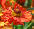 Helenium 'Kupferziegel'