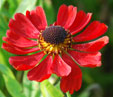 Helenium 'Kupferzwerg'