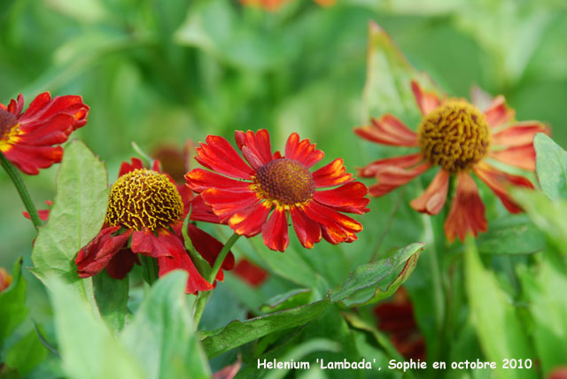 Helenium 'Lambada'