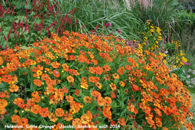 Helenium 'Little Orange'