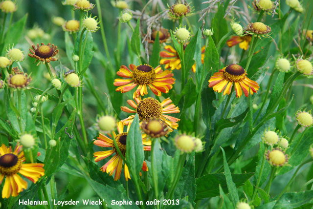 Helenium 'Loysder Wieck'