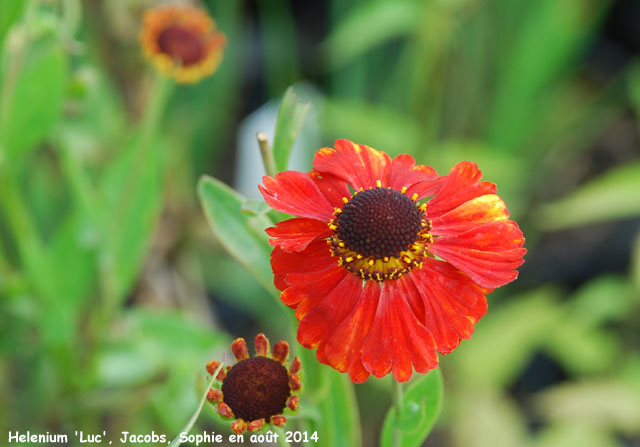 Helenium 'Luc'