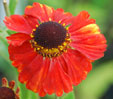 Helenium 'Luc'