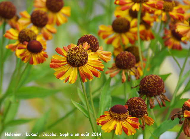 Helenium 'Lukas'