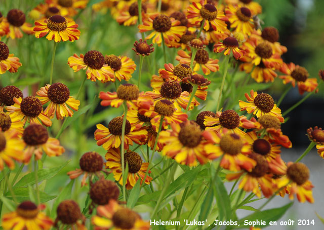 Helenium 'Lukas'