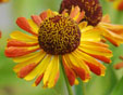 Helenium 'Lukas'