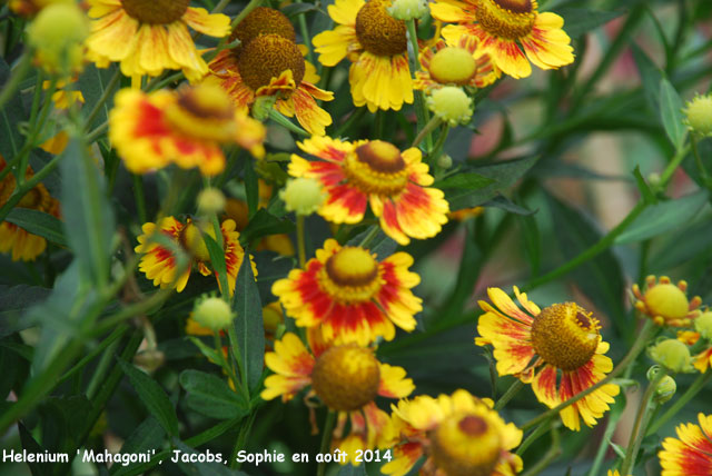 Helenium 'Mahagoni'