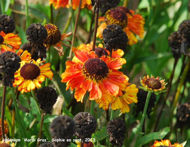 Helenium 'Mardi Gras'