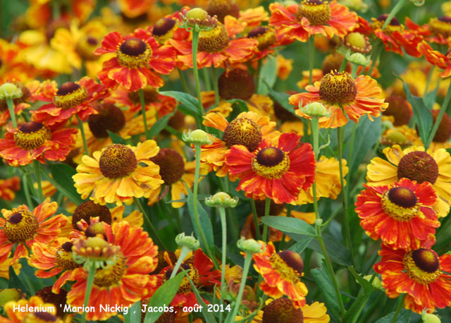 Helenium 'Marion Nickig'