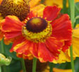 Helenium 'Marion Nickig'