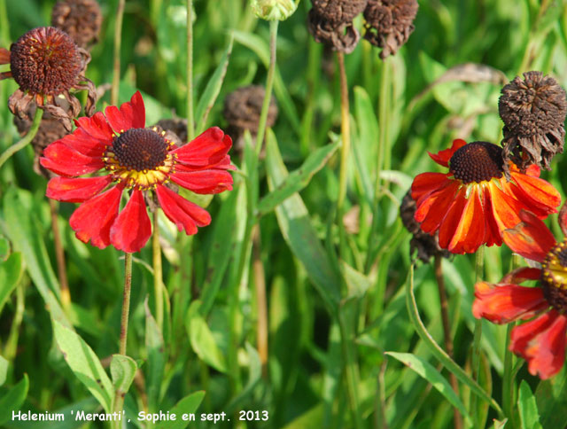 Helenium 'Meranti'