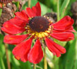 Helenium 'Meranti'