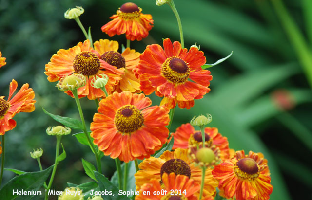 Helenium 'Mien Ruys'