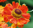 Helenium 'Mien Ruys'