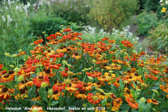 Helenium 'Mien Ruys'