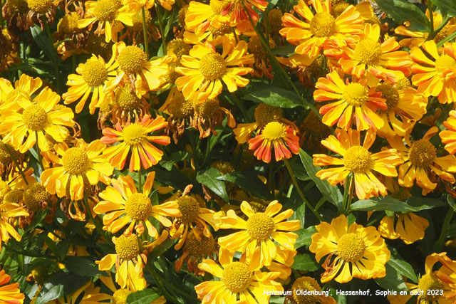 Helenium_oldenburg