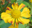 Helenium 'Oldenburg'