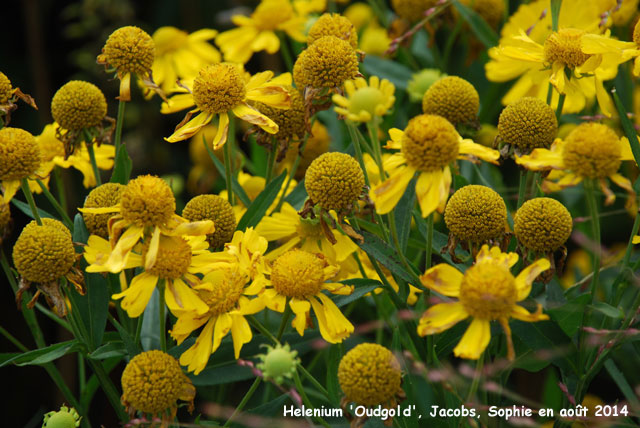 Helenium 'Oudgold'