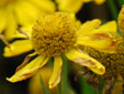 Helenium 'Oudgold'