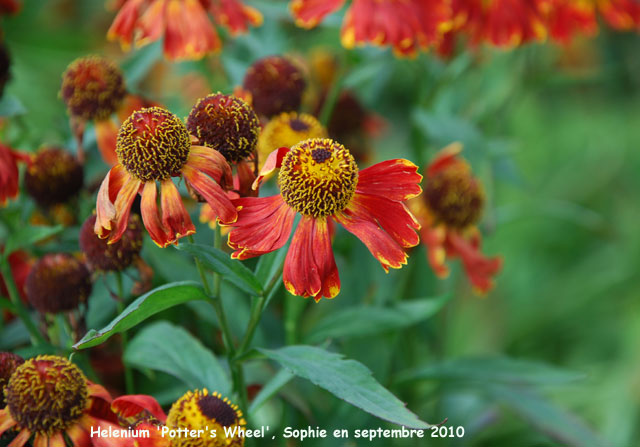 Helenium 'Potter's Wheel'