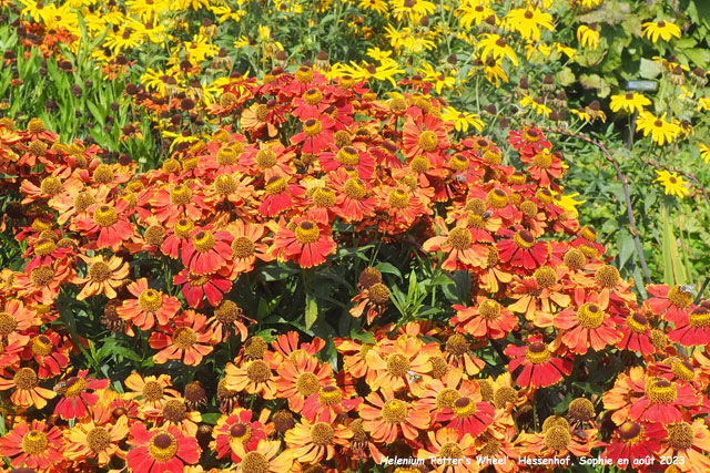 Helenium 'Potter's Wheel'