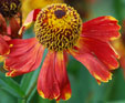 Helenium 'Potter's Wheel'