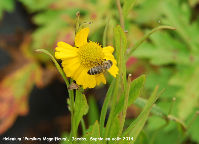 Helenium 'Pumilum Magnificum'