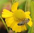 Helenium 'Pumilum Magnificum'