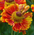 Helenium 'Ragamuffin'