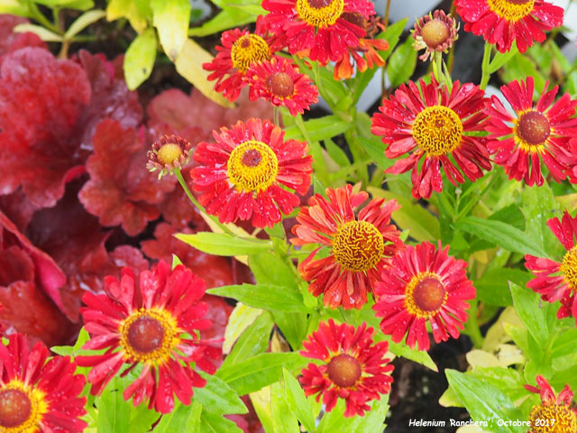 Helenium autumnale 'Ranchera'