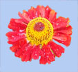 Herlenium autumnale 'Ranchera'