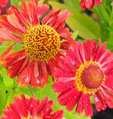 Helenium 'Ranchera'