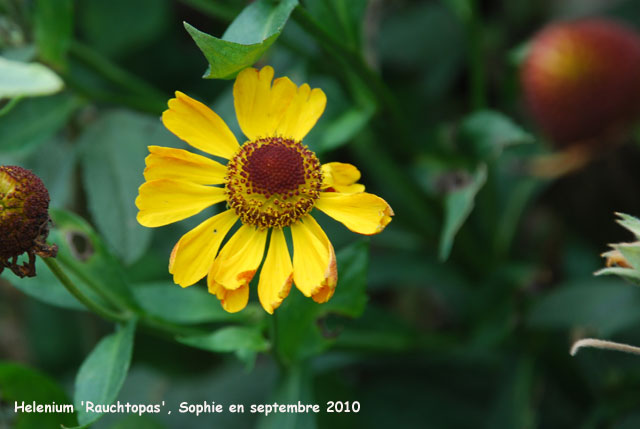 Helenium 'Rauchtopas'