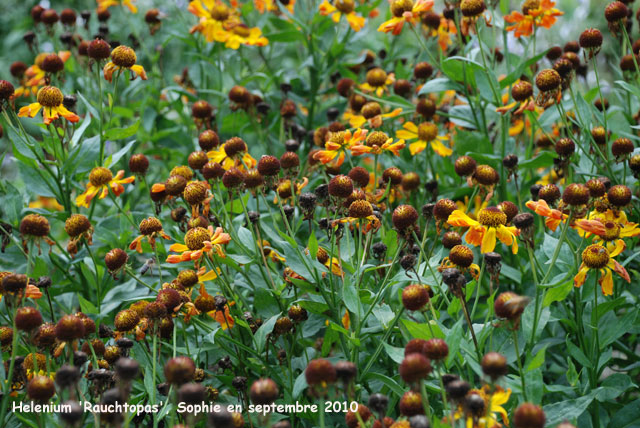 Helenium 'Rauchtopas'