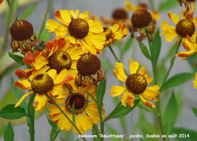 Helenium 'Rauchtopas'