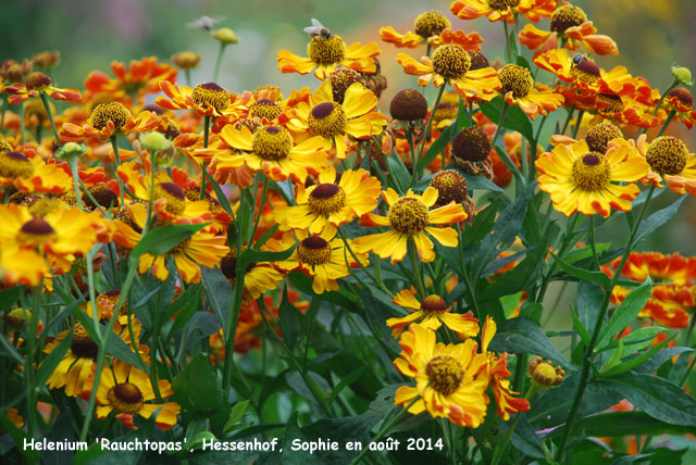 Helenium 'Rauchtopas'