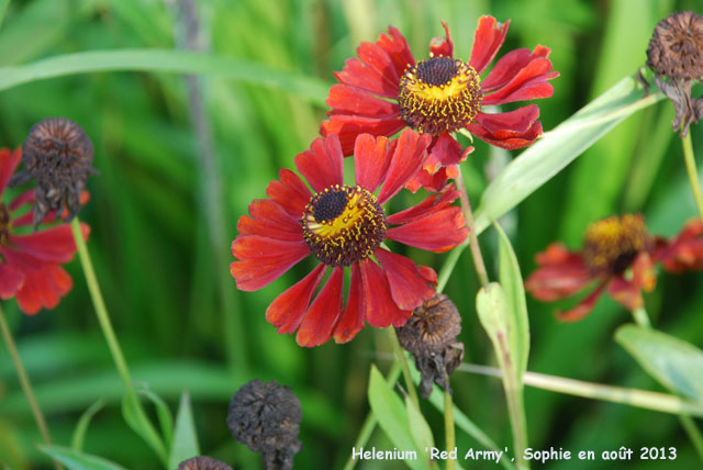 Helenium 'Red Army'