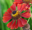 Helenium 'Red Army'