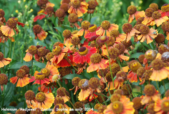 Helenium 'Red Jewel'