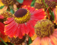 Helenium 'Red Jewel'