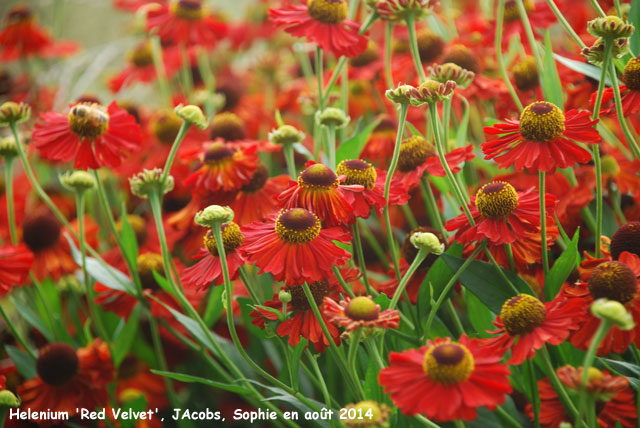 Helenium 'Red Velvet'